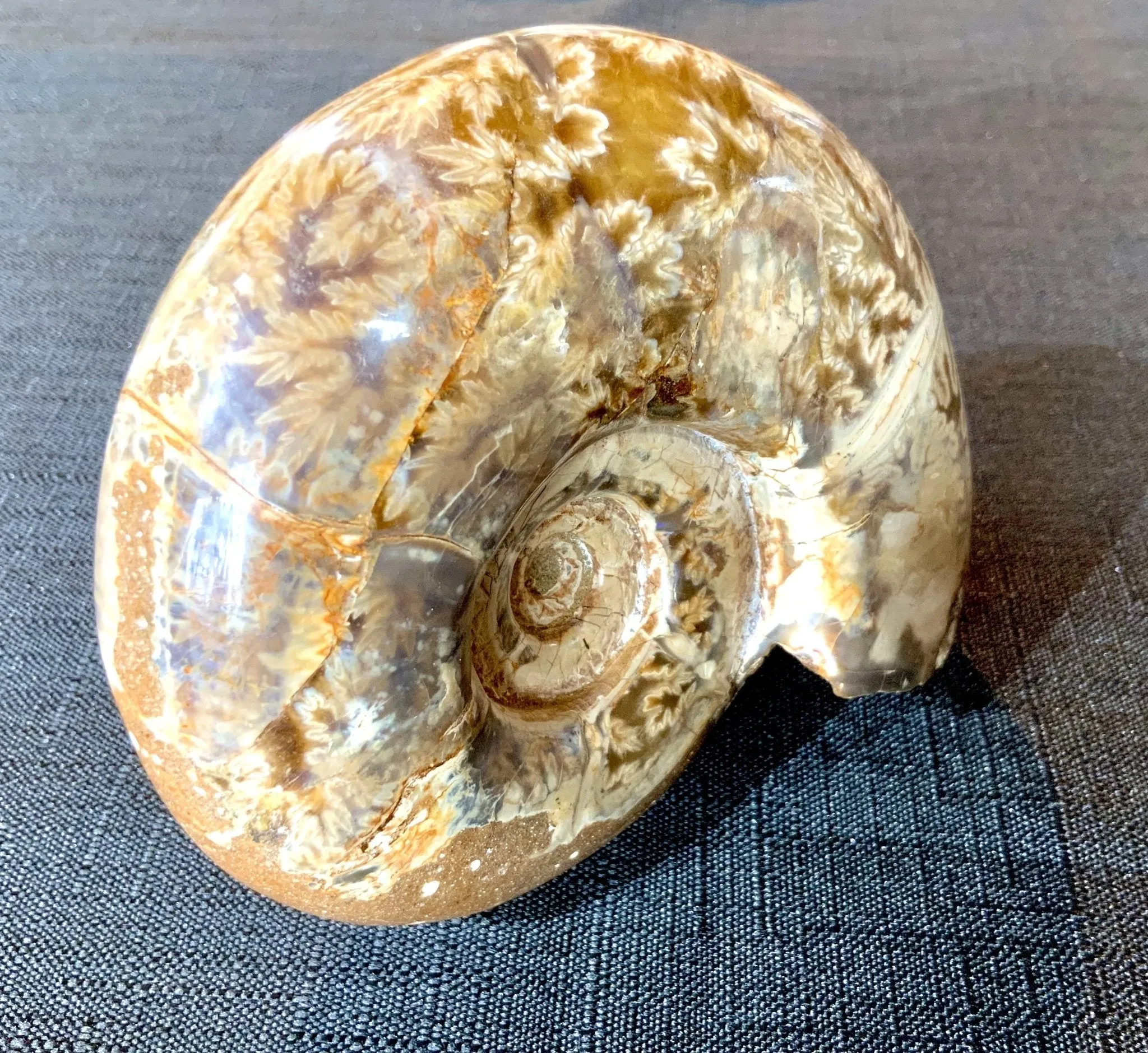 Madagascar Ammonite