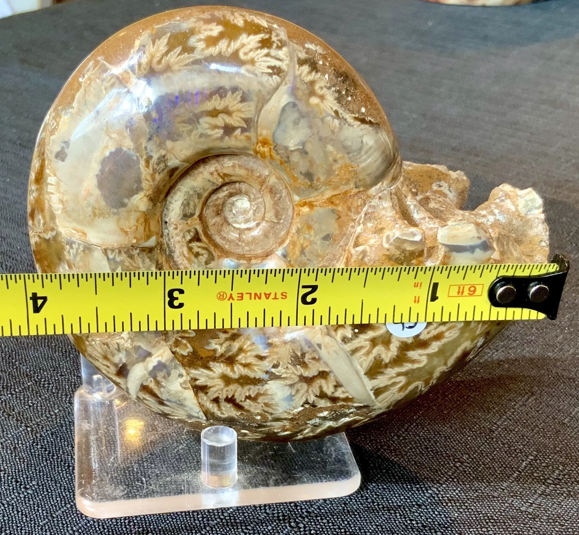 Madagascar Ammonite