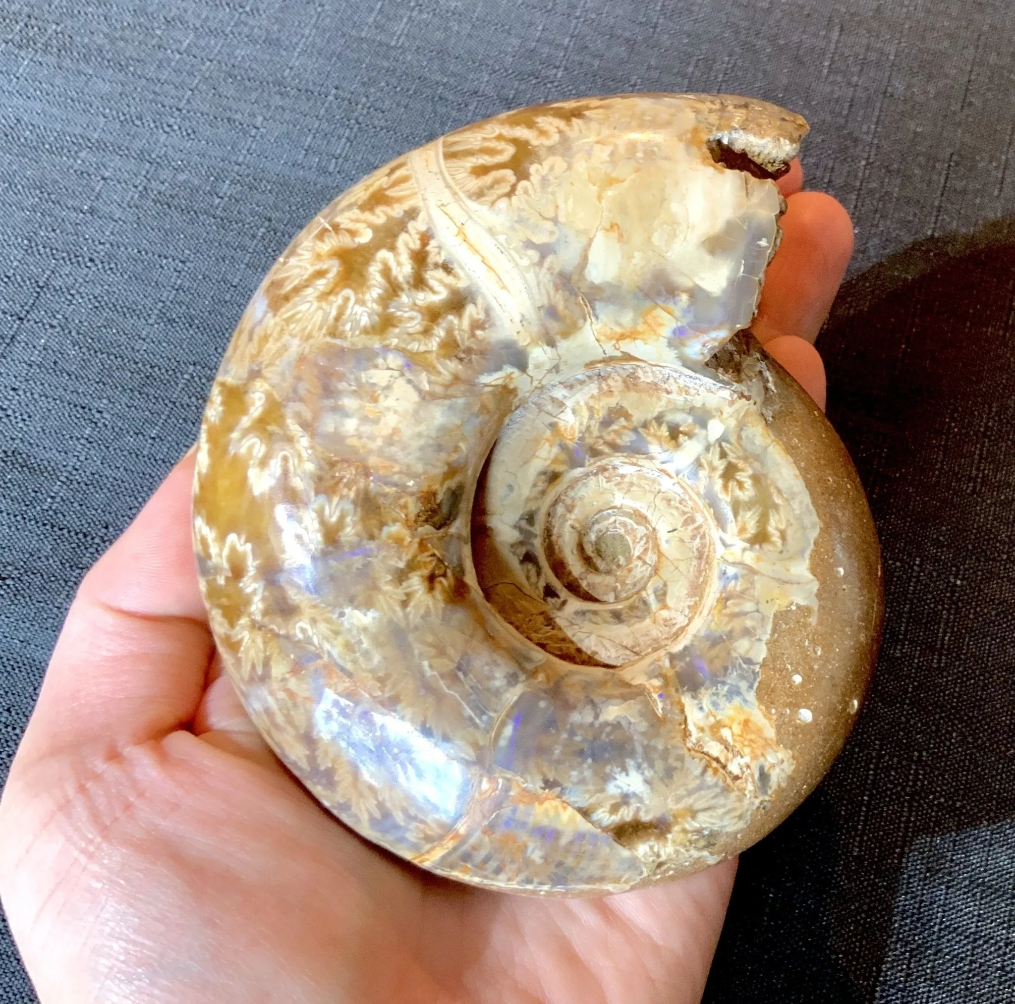 Madagascar Ammonite