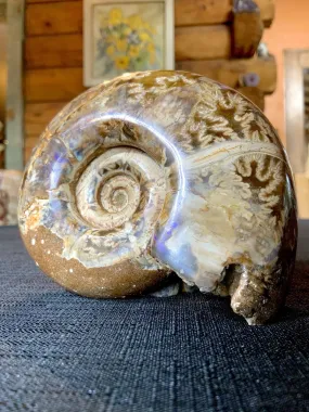 Madagascar Ammonite