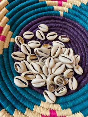 Sliced Cowrie